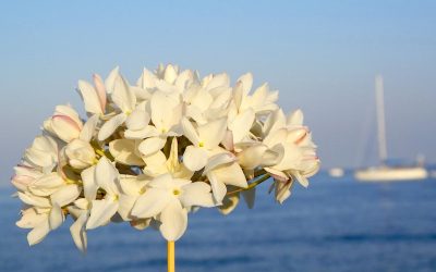 La biznaga: la flor de Málaga